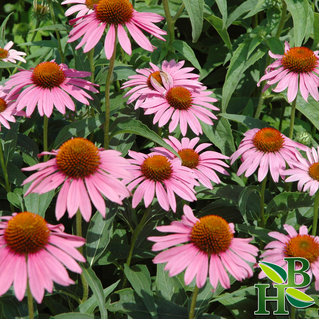 Echinacea Purpurea Root C/S